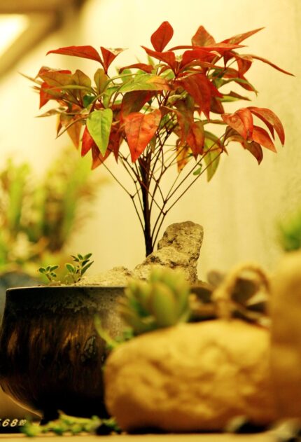 Japanese Maple Bonsai