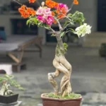 Elm Chinese Bonsai Tree