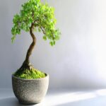 Henectus tincidunt