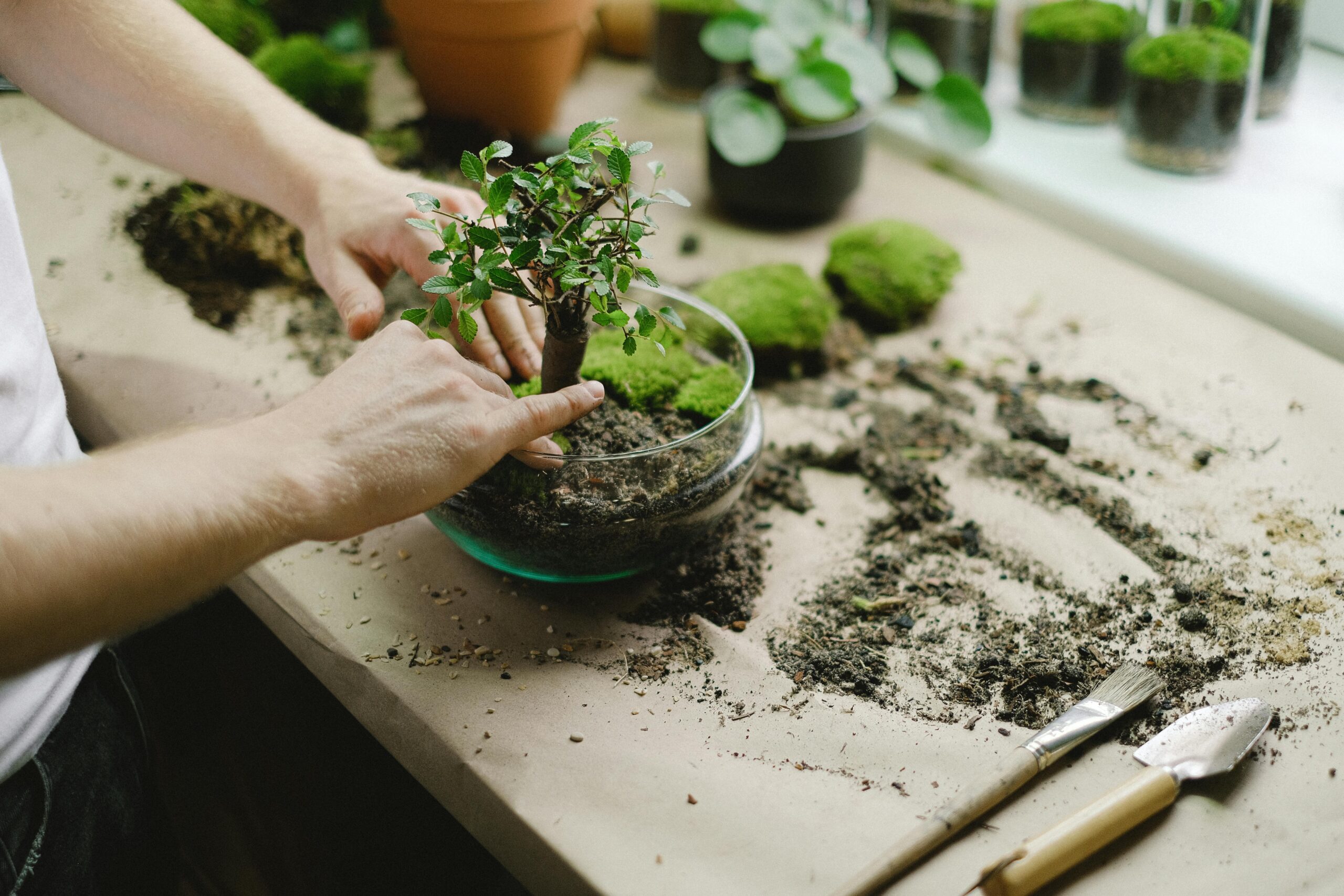 Repotting a pre-bonsai tree
