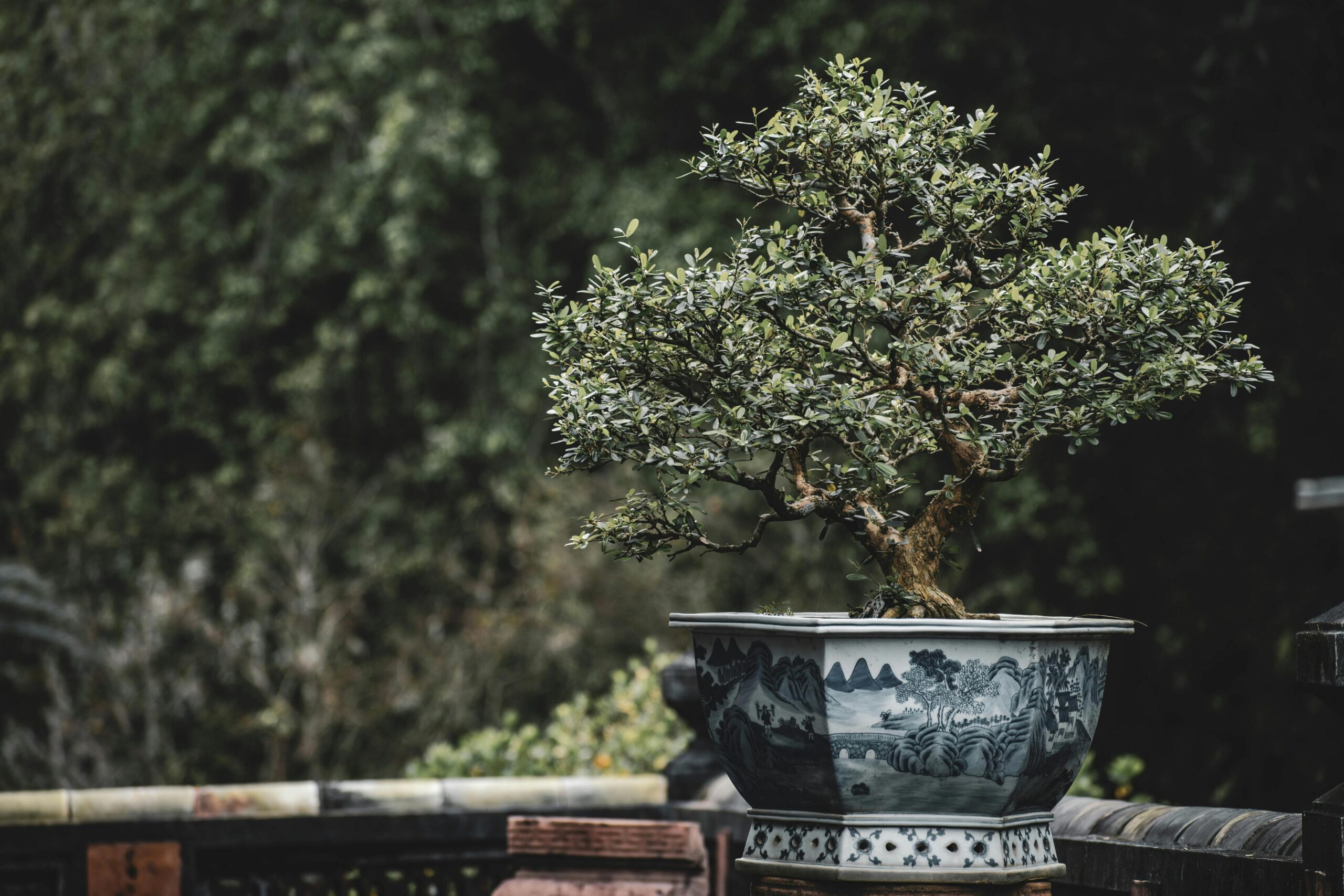 Bonsai tree in a unique bonsai pot