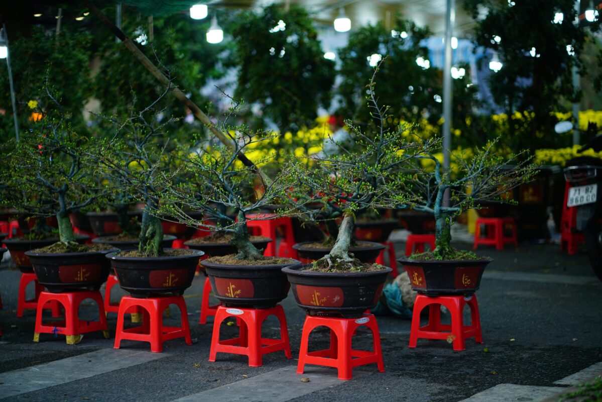 Rows of bonsai trees in a nursery
