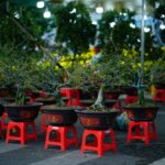 Rows of bonsai trees in a nursery