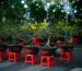 Rows of bonsai trees in a nursery