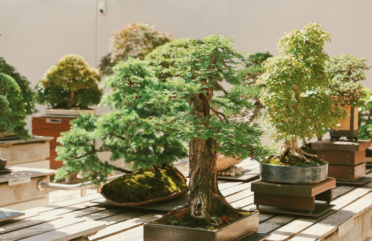 Rows of different bonsai trees