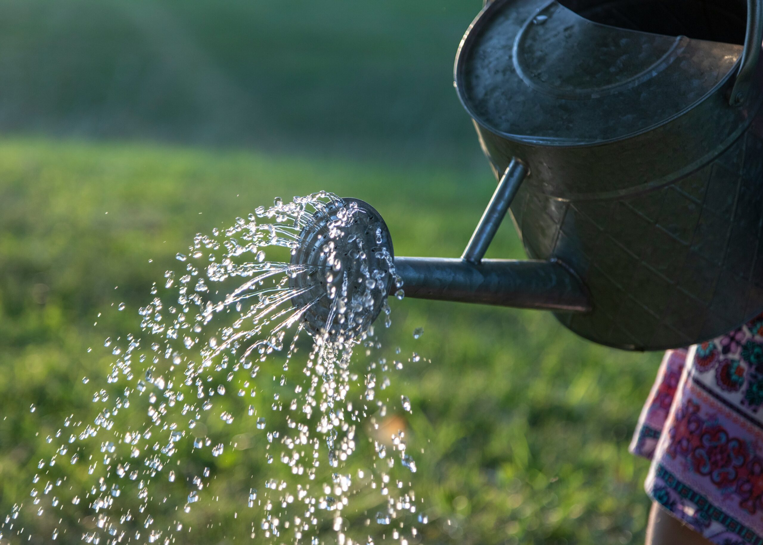 Watering can with sprinkler head pouring water