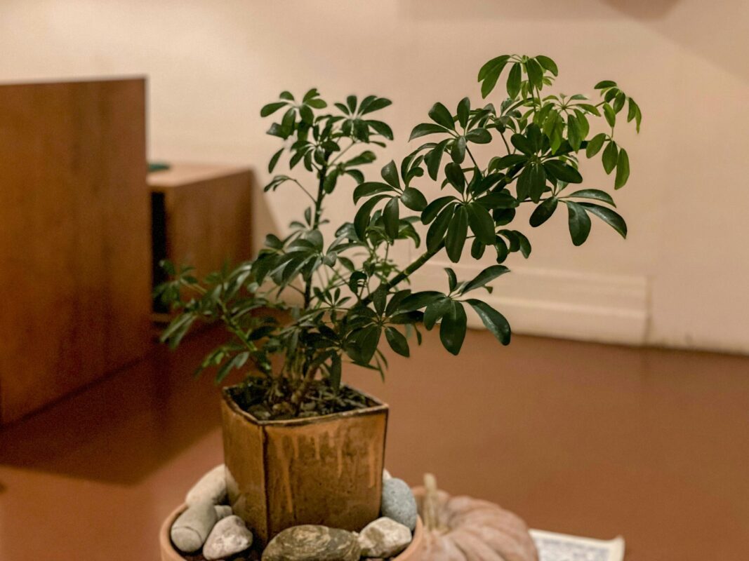 Bonsai tree in a living room