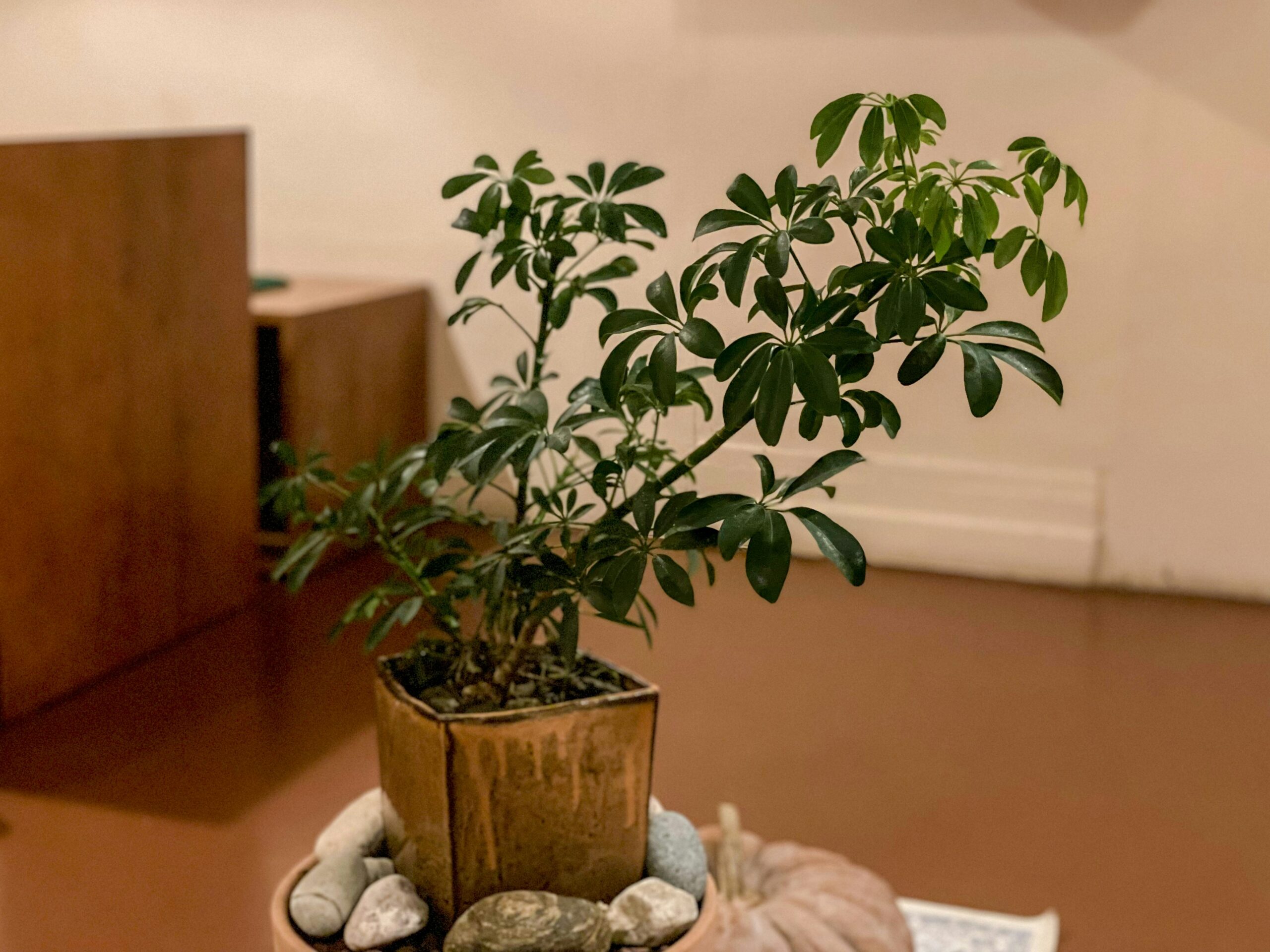 Bonsai tree in a living room