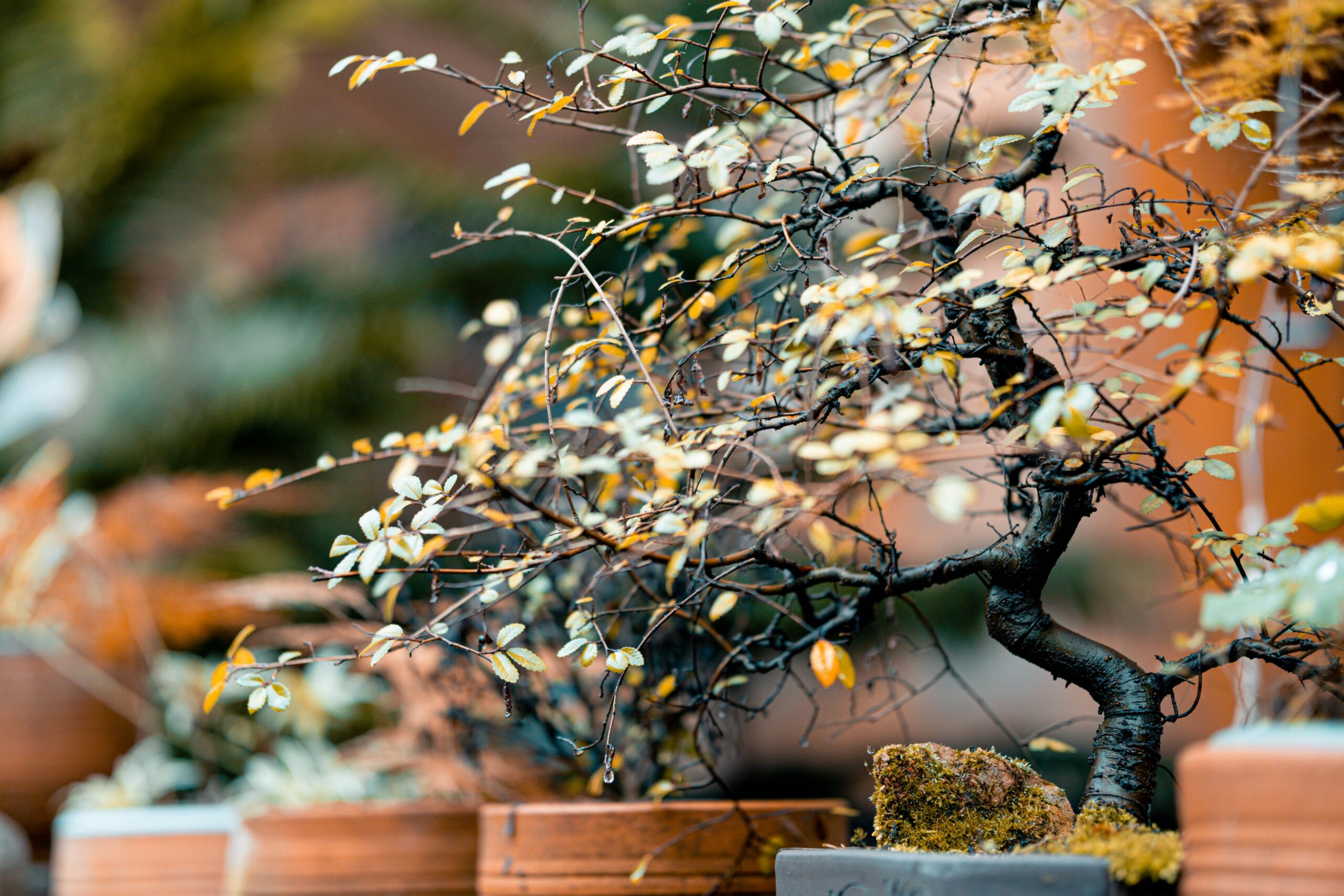 Bonsai tree with fall foliage at a nursery