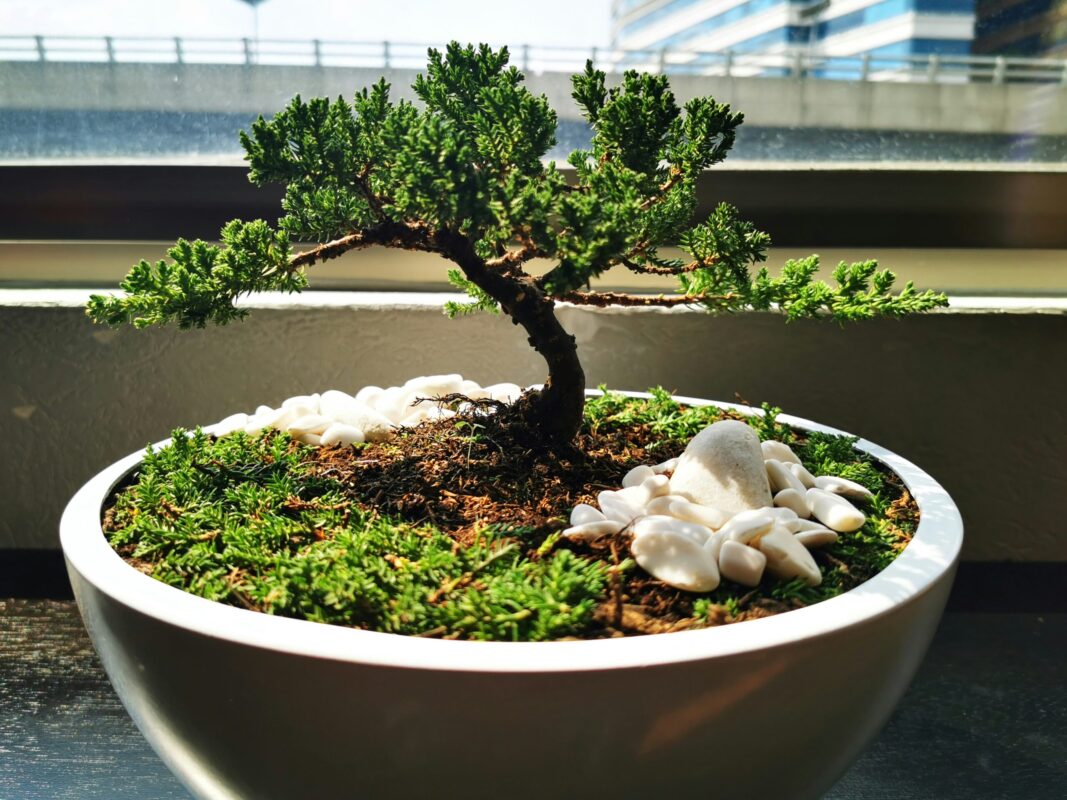 Young juniper bonsai tree staged with rocks in a bonsai pot