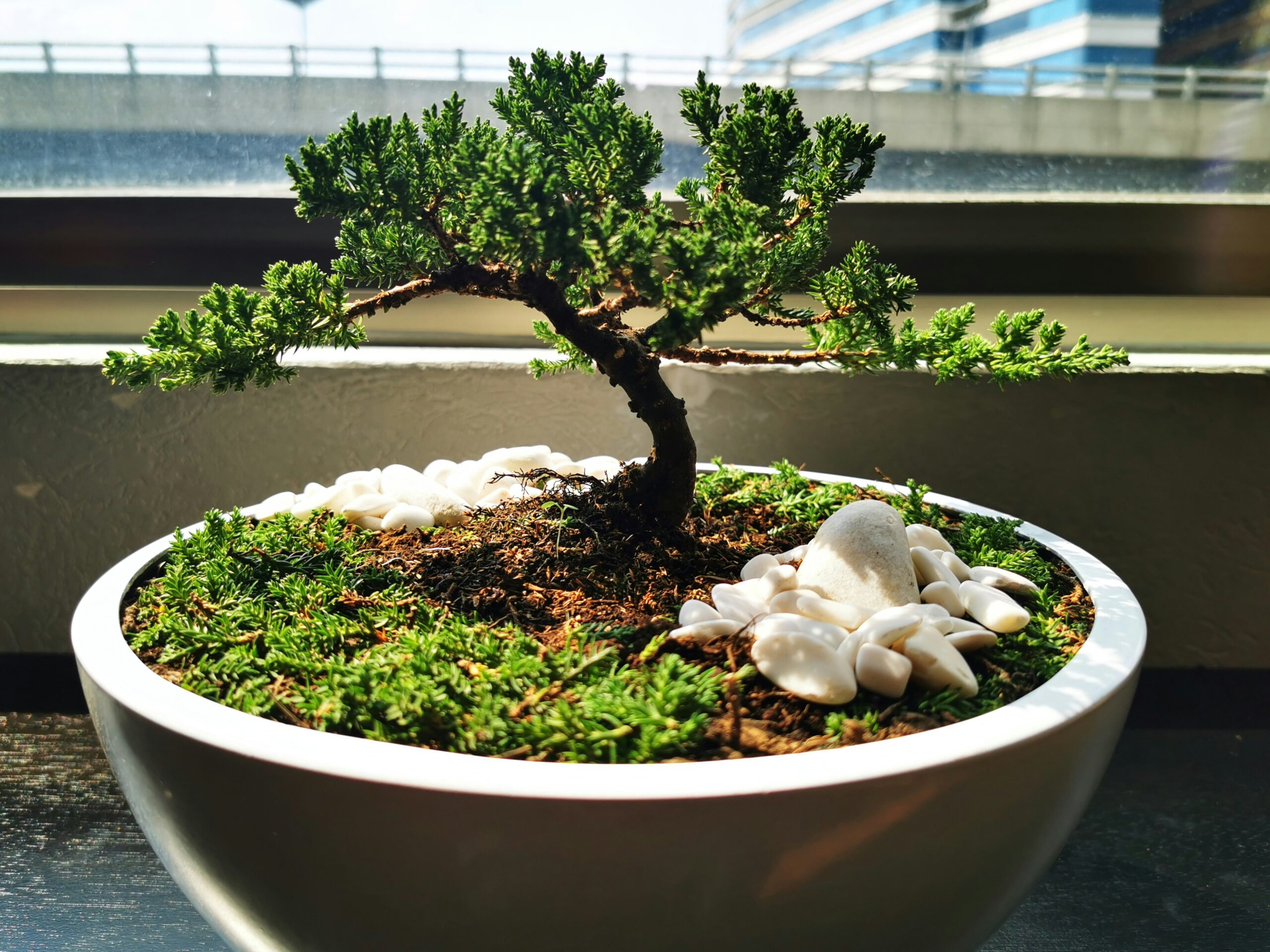 Young juniper bonsai tree staged with rocks in a bonsai pot