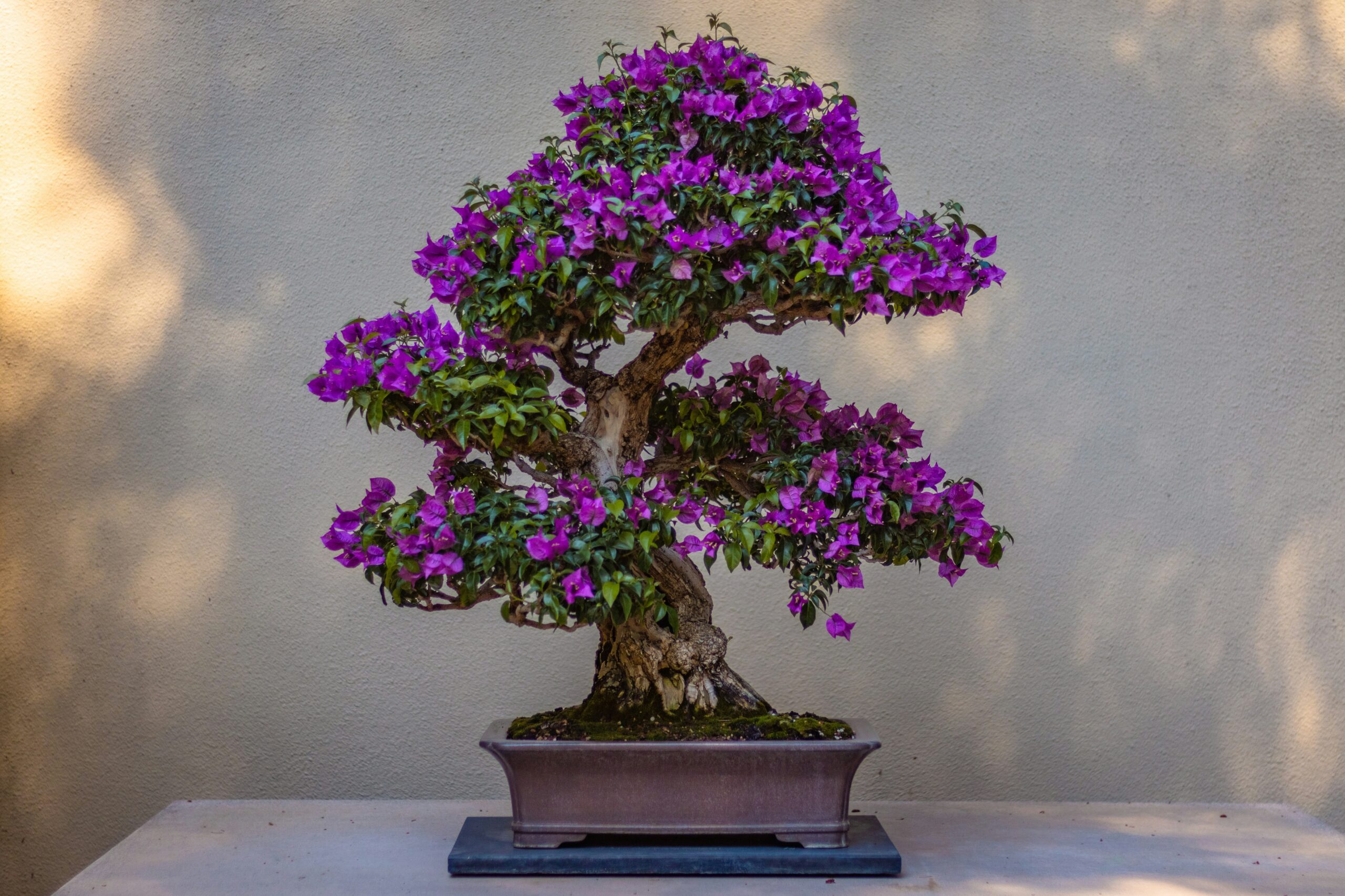Bonsai tree in pot with purple flowers