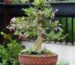 Flowering bonsai tree