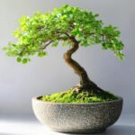 Texas Bonsai Store