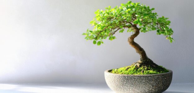 New Jursey Bonsai-Store