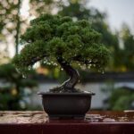 Bonsai tree on a bench after rain shower