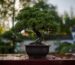 Bonsai tree on a bench after rain shower