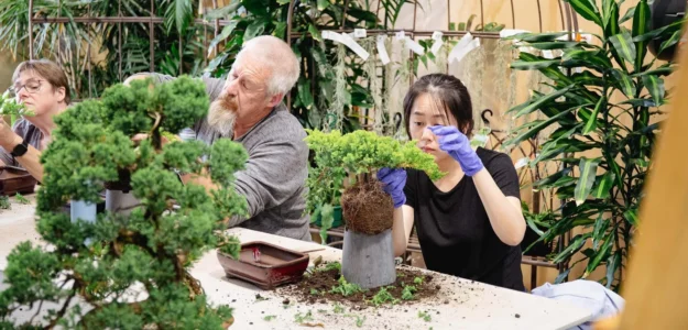 Bonsai Nursery