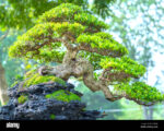 Test Tree-1 - Image 2